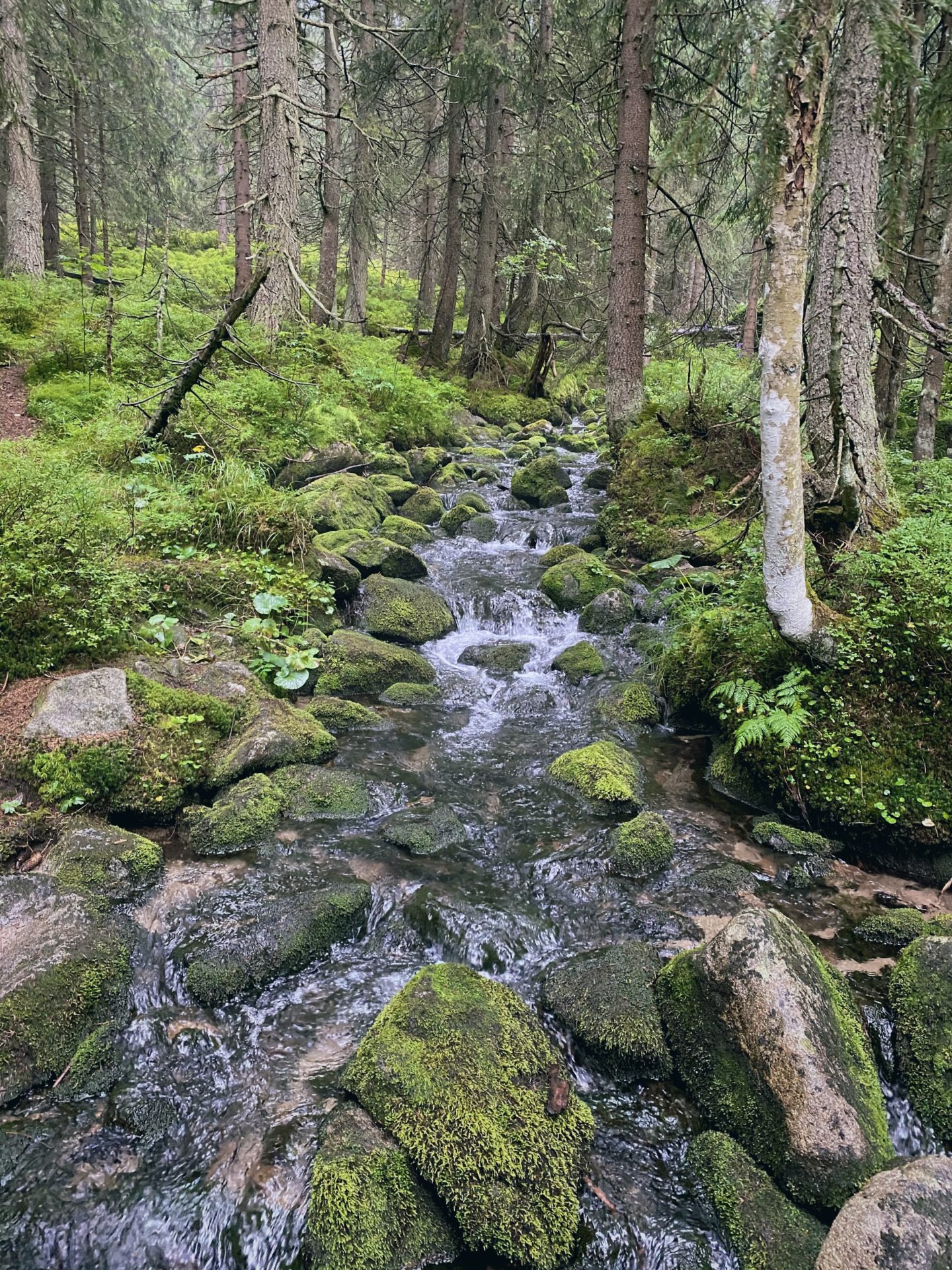 Small stream flowing over mossy rocks through a dense forest in Low Tatras