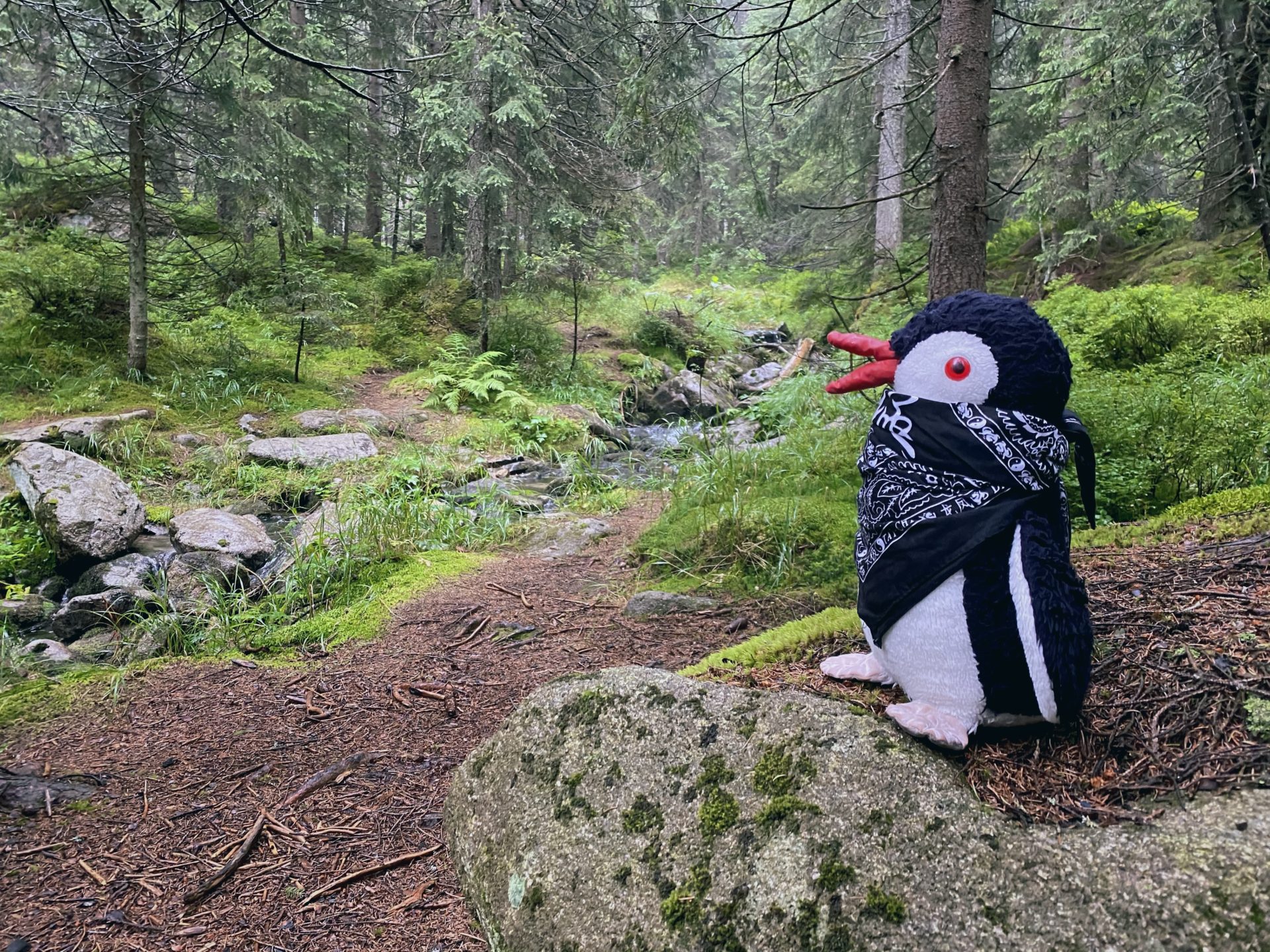 Stuffed penguin wearing a bandana sits on a rock in the forest