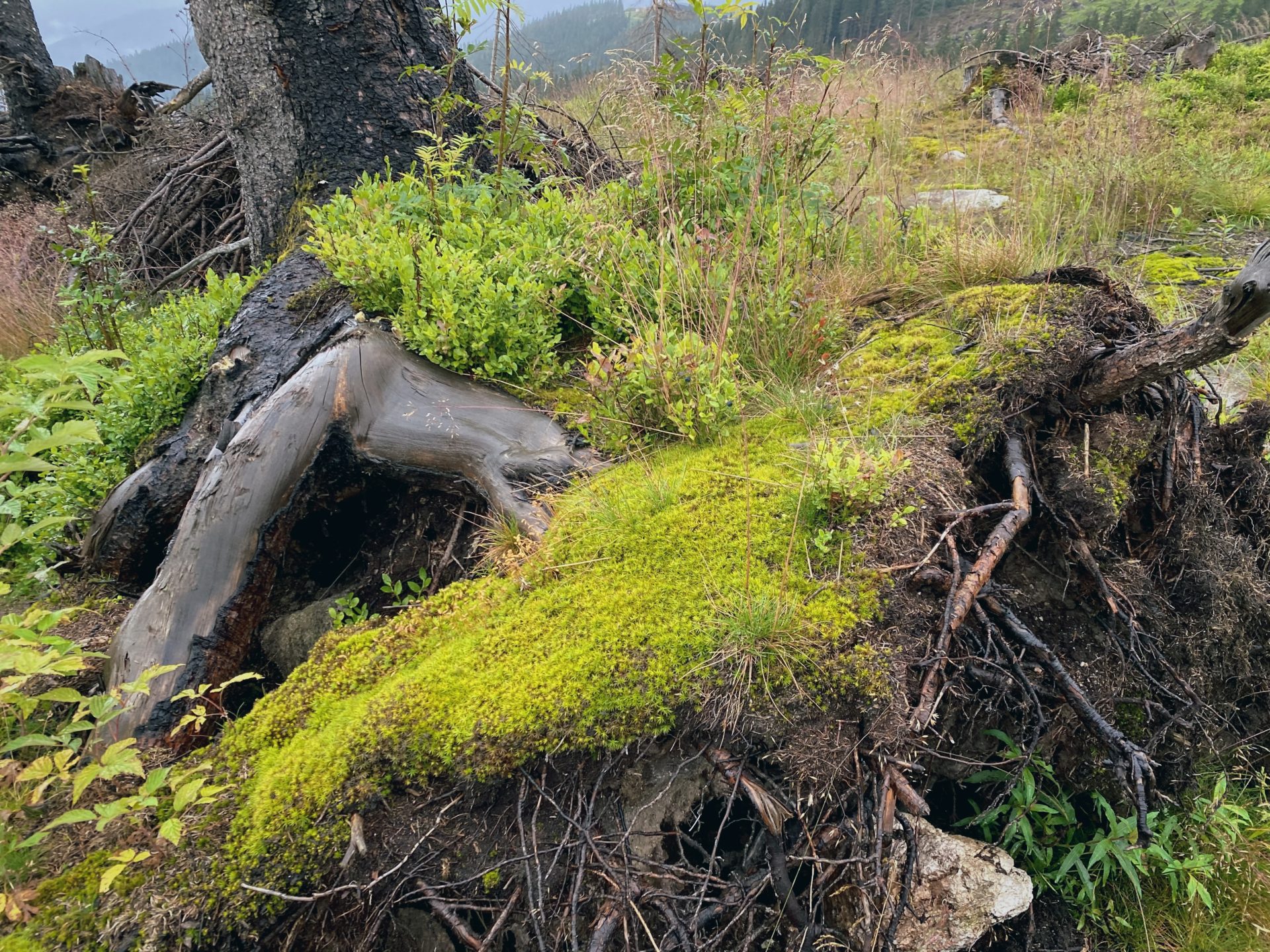 Mossy tree roots and green shrubs on a hillside in the Low Tatras