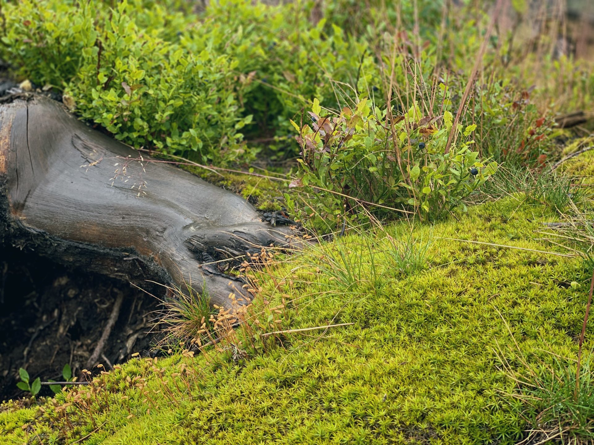 A dark tree root rests beside vibrant green moss and blueberry bushes