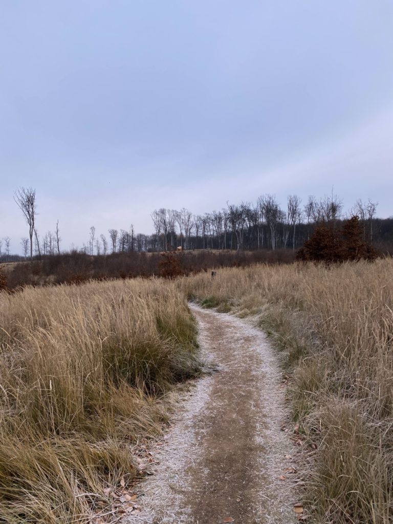 Frosty dirt path winding through tall dry grass toward a distant forest