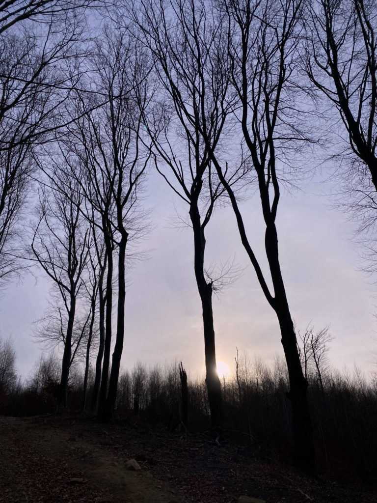 Sunlight glows behind the silhouettes of tall bare trees in the Little Carpathians