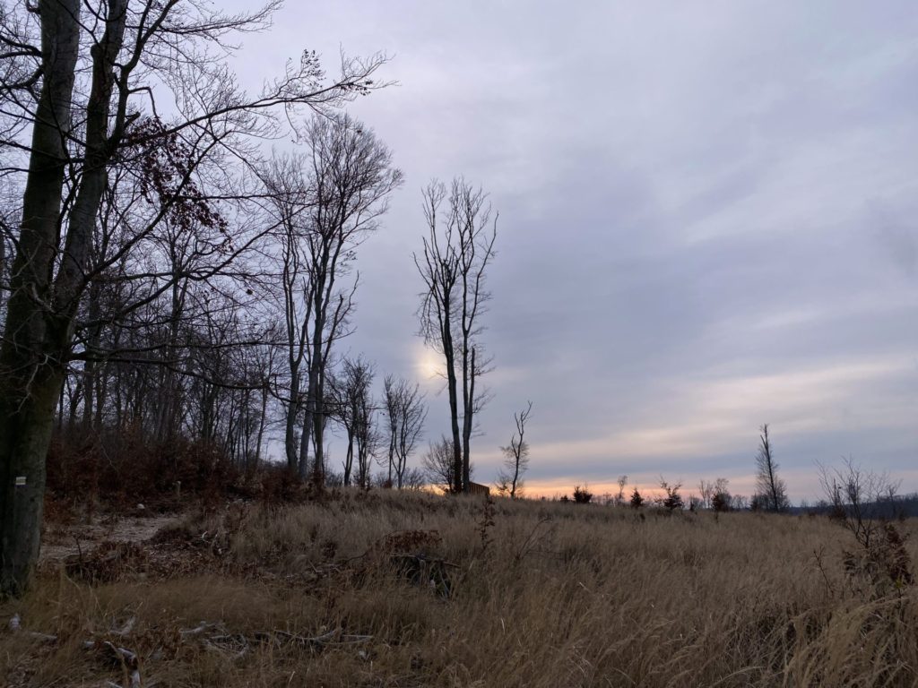 Bare trees stand over a dry grassy field at sunset in the Little Carpathians