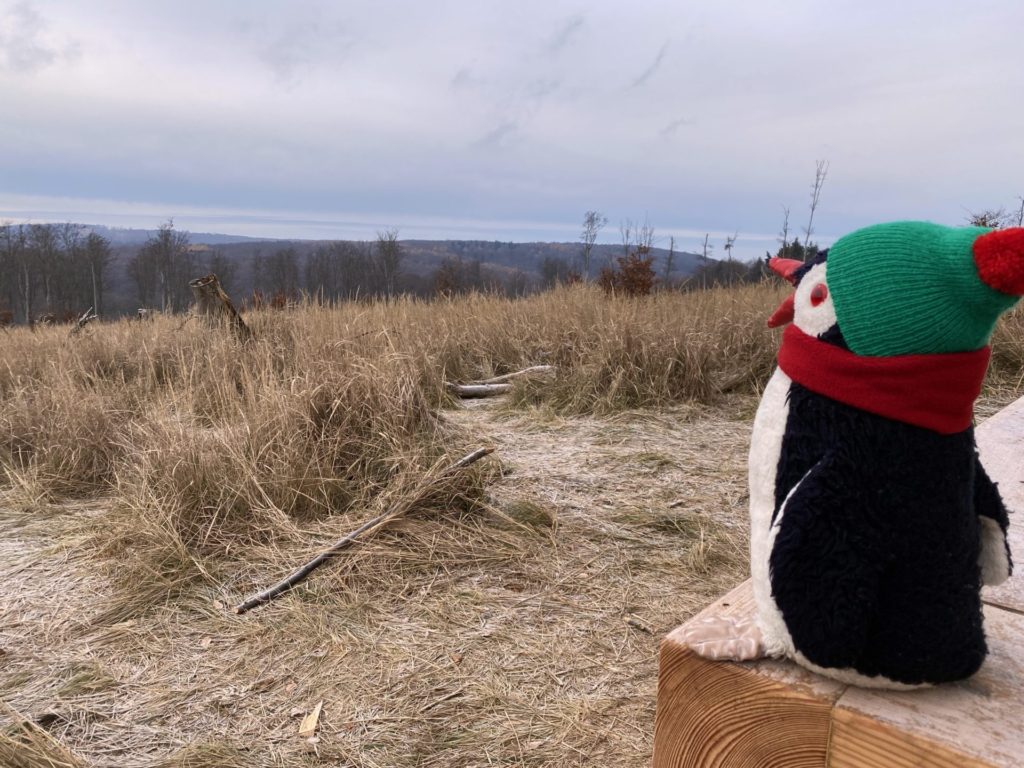 Stuffed penguin wearing a hat and scarf overlooks a grassy landscape