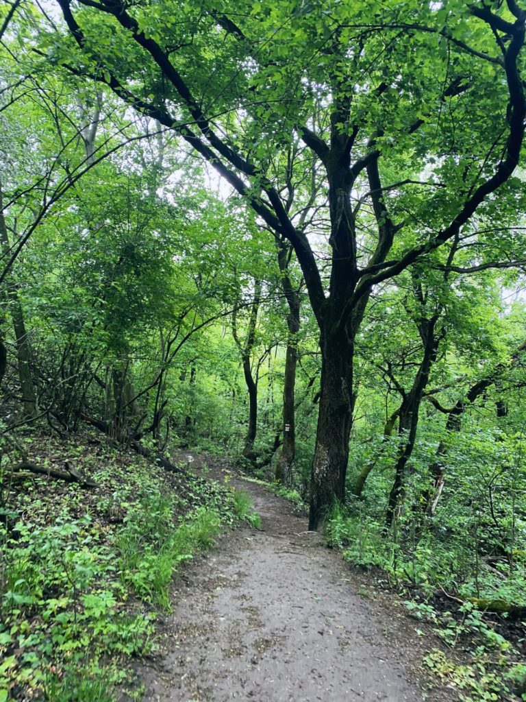 Devin forest