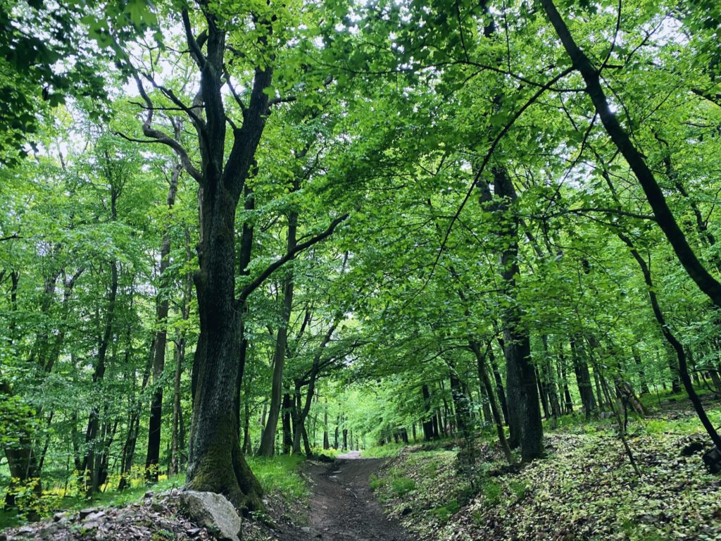 Devin forest trees