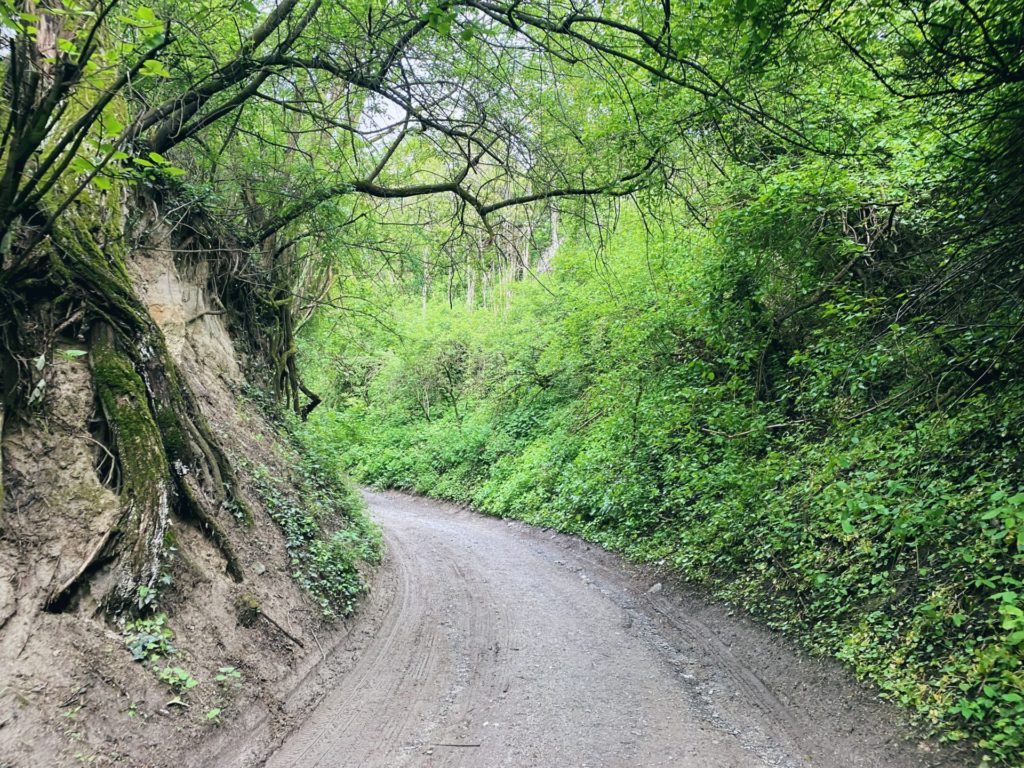 Devin hiking forest