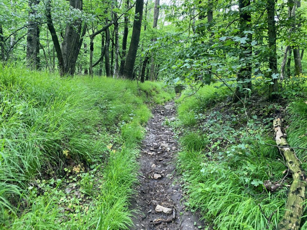 Devin trees in forest