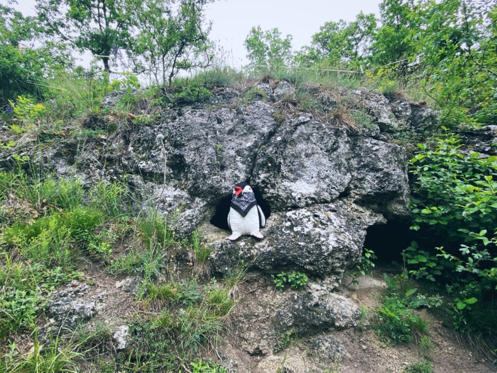 Penguin in cave