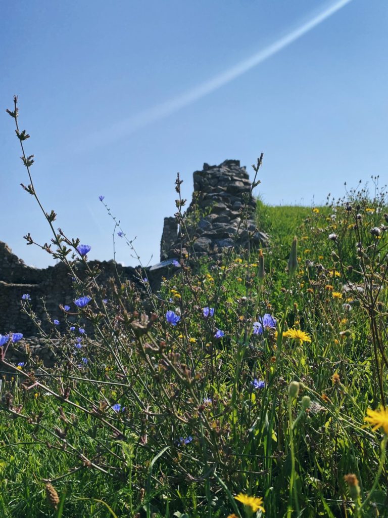 Devin Castle grass