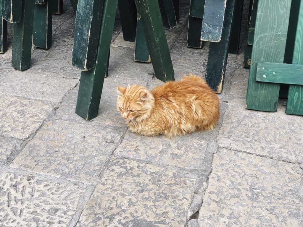 Cats of Dubrovnik