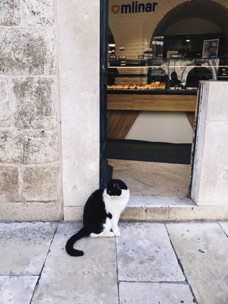 Cats of Dubrovnik