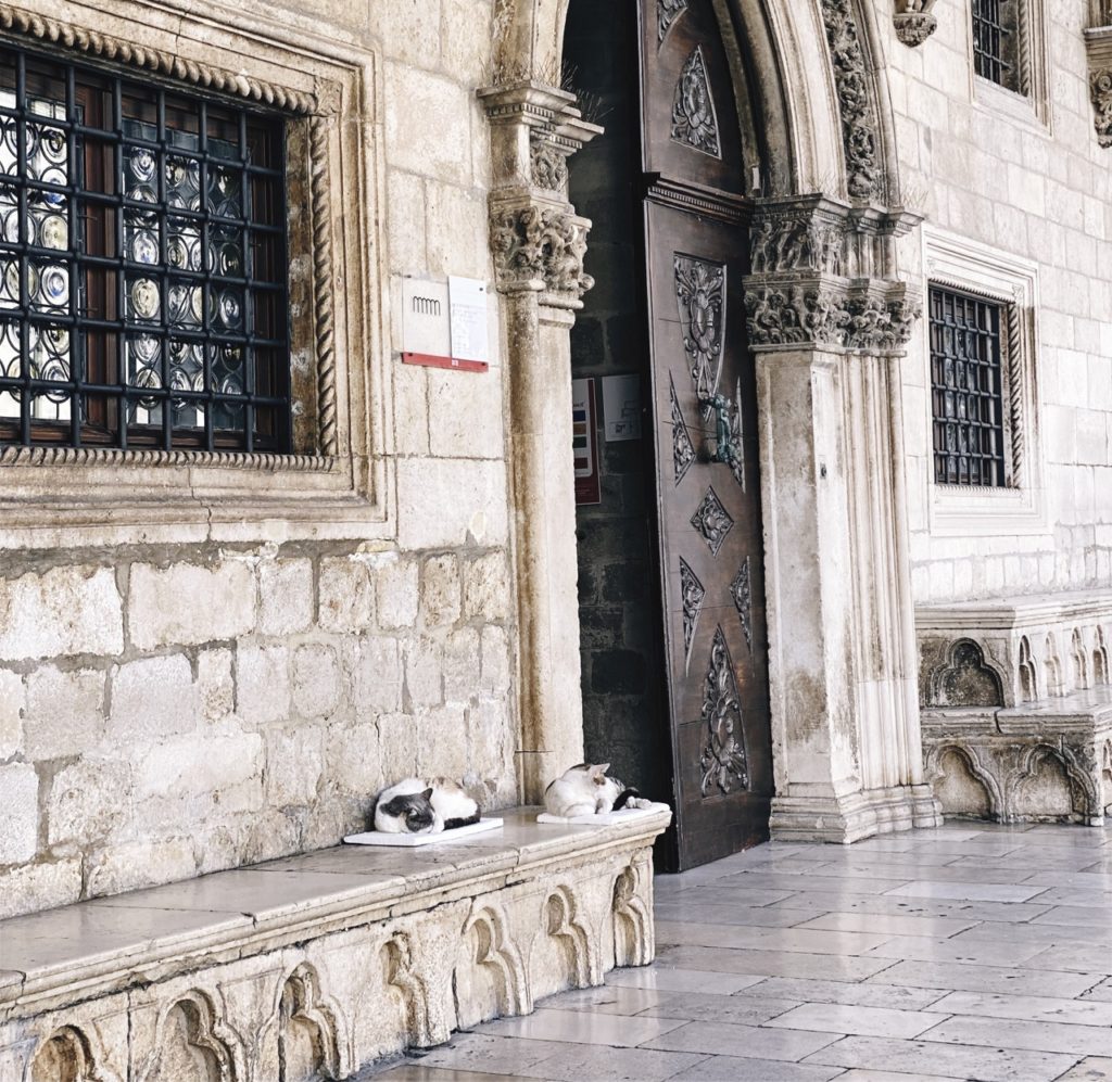 Cats of Dubrovnik