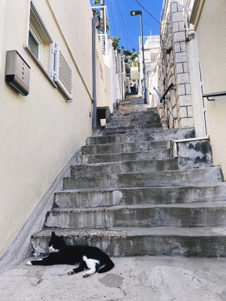 Cats of Dubrovnik
