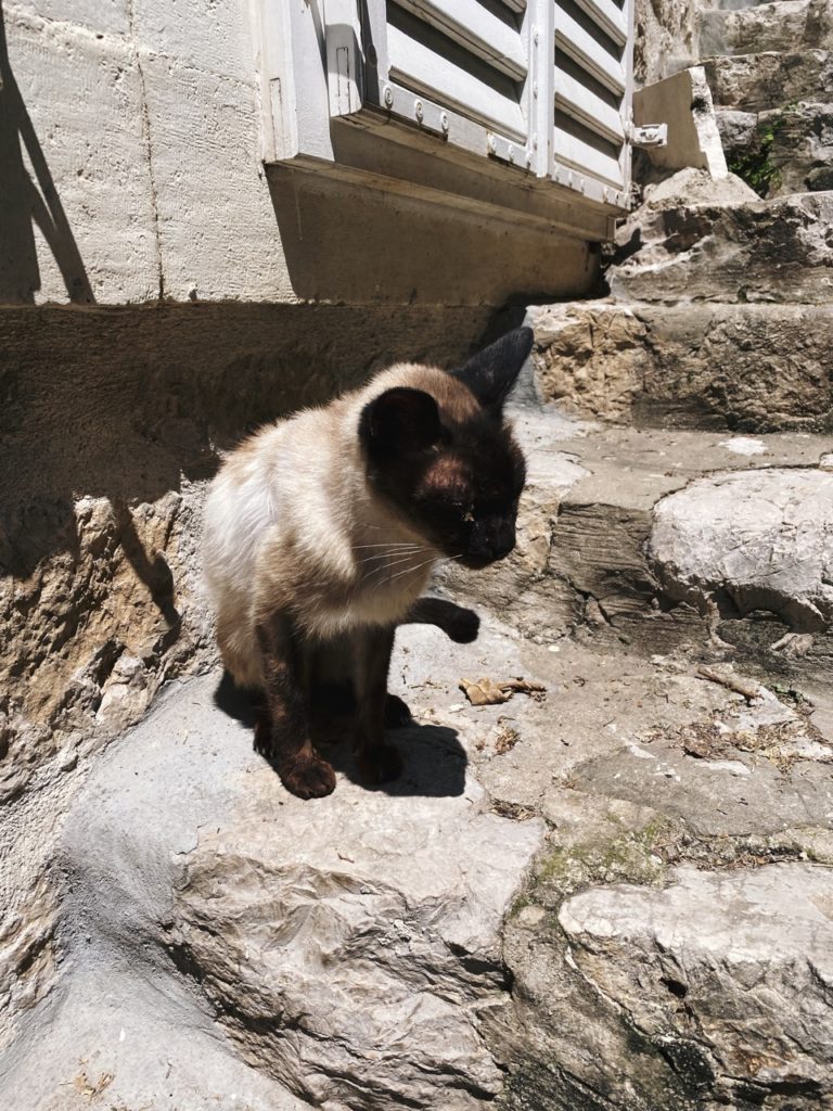 Cats of Dubrovnik