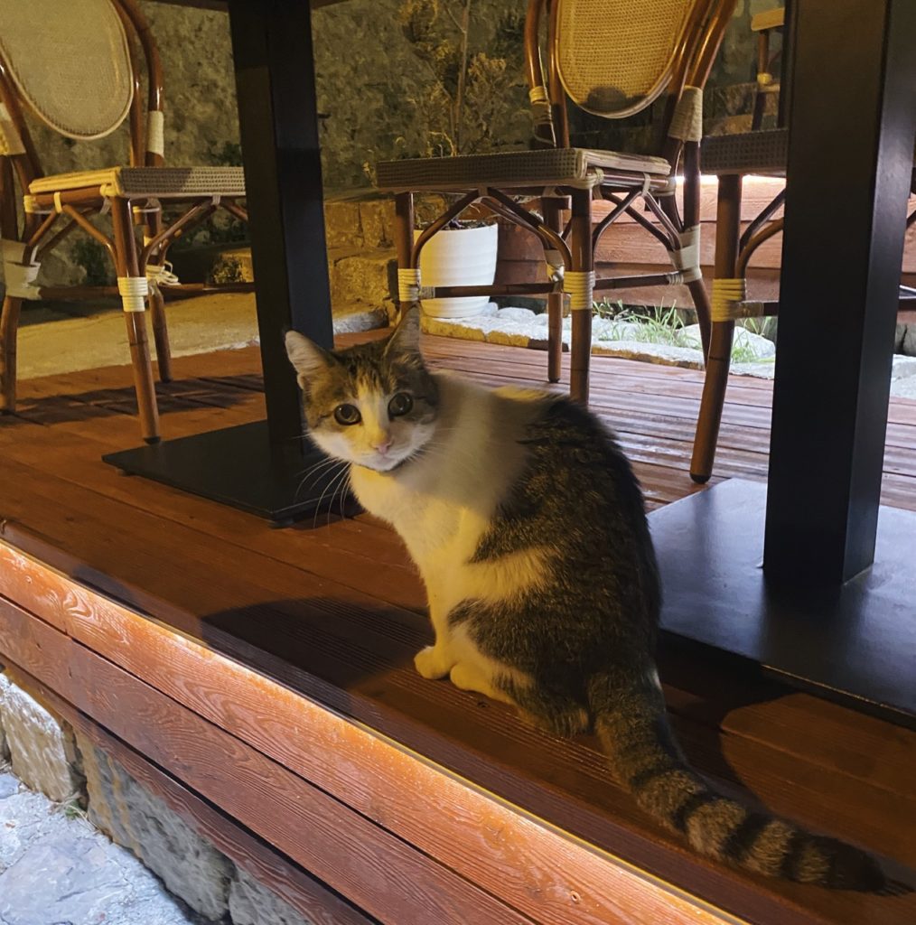 Cats of Dubrovnik