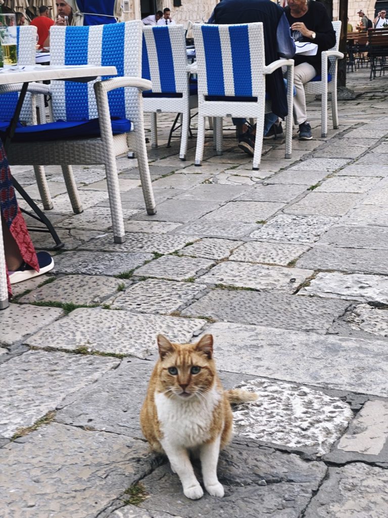 Cats of Dubrovnik
