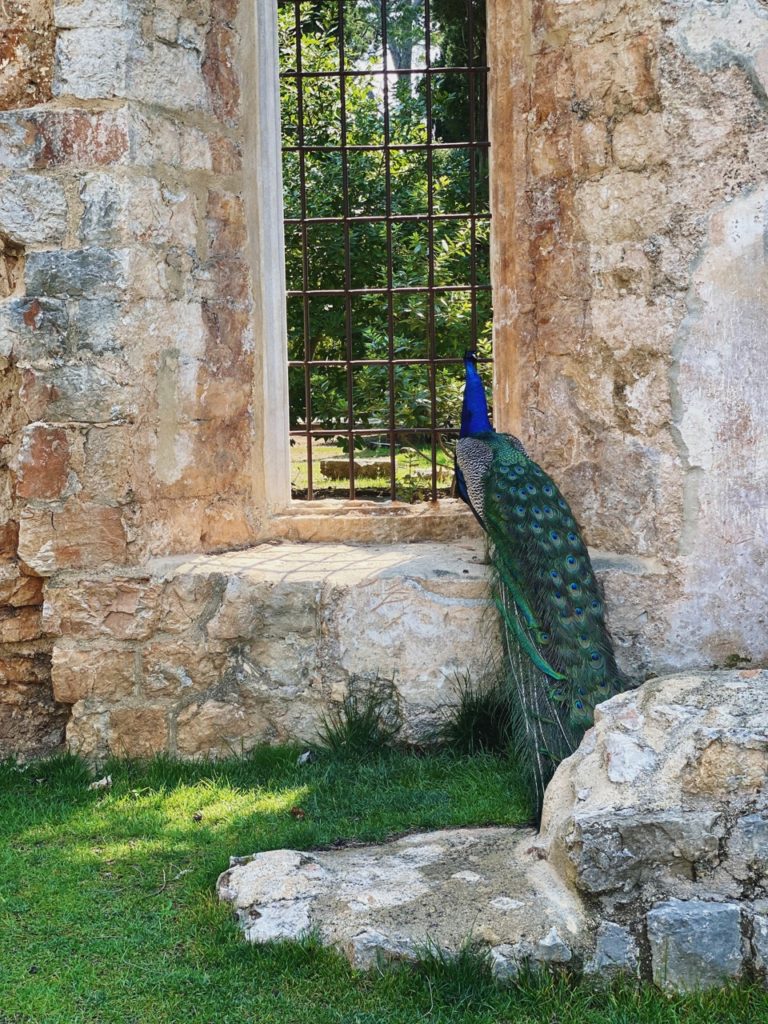 Lokrum Island curse