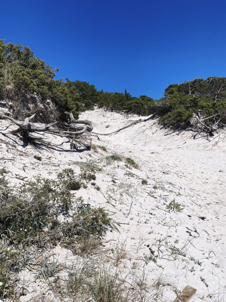 Maria Pia dunes