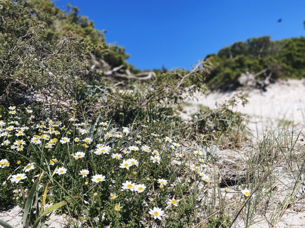 Maria Pia dunes