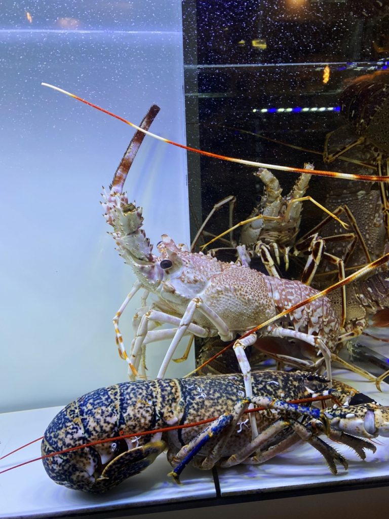 A spiny lobster and a common lobster inside a restaurant aquarium in Alghero