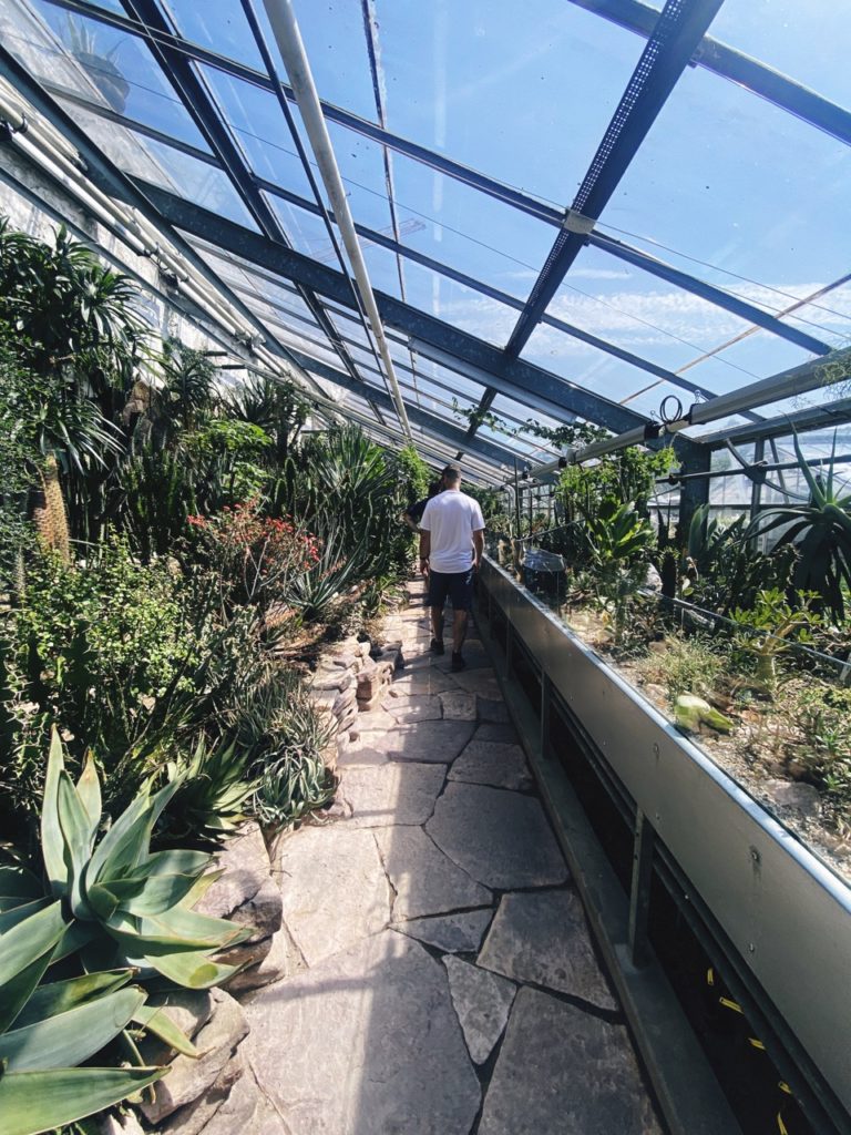 Botanical Garden Copenhagen cactus