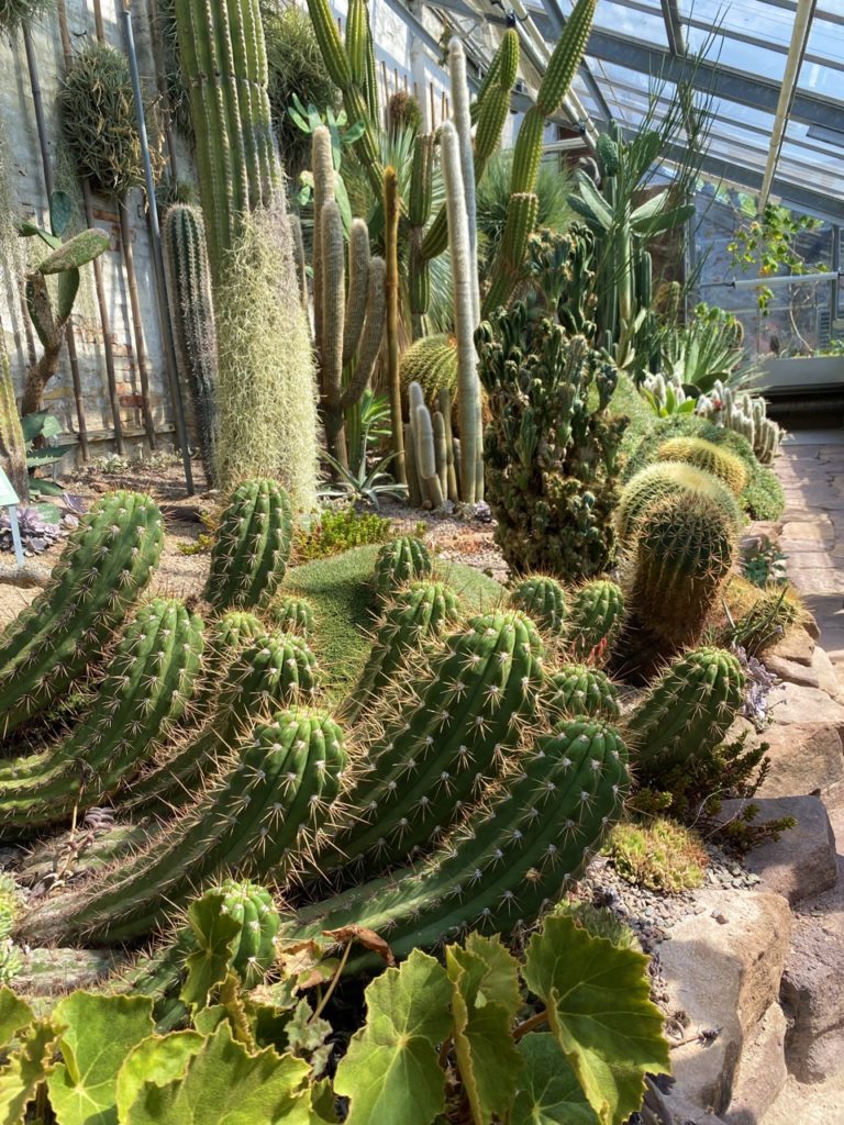 Botanical Garden Copenhagen cactus