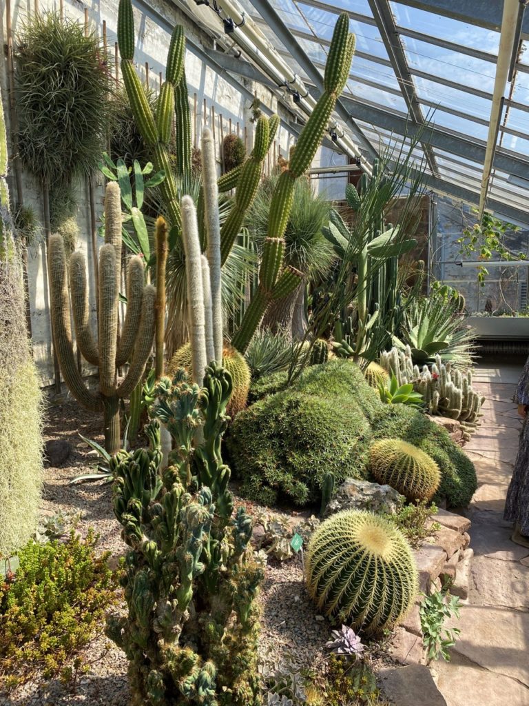 Botanical Garden Copenhagen cactus