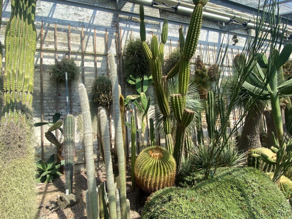 Botanical Garden Copenhagen cactus