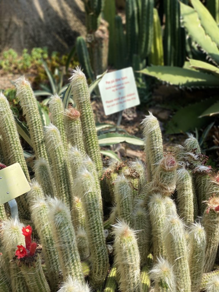 Botanical Garden Copenhagen cactus