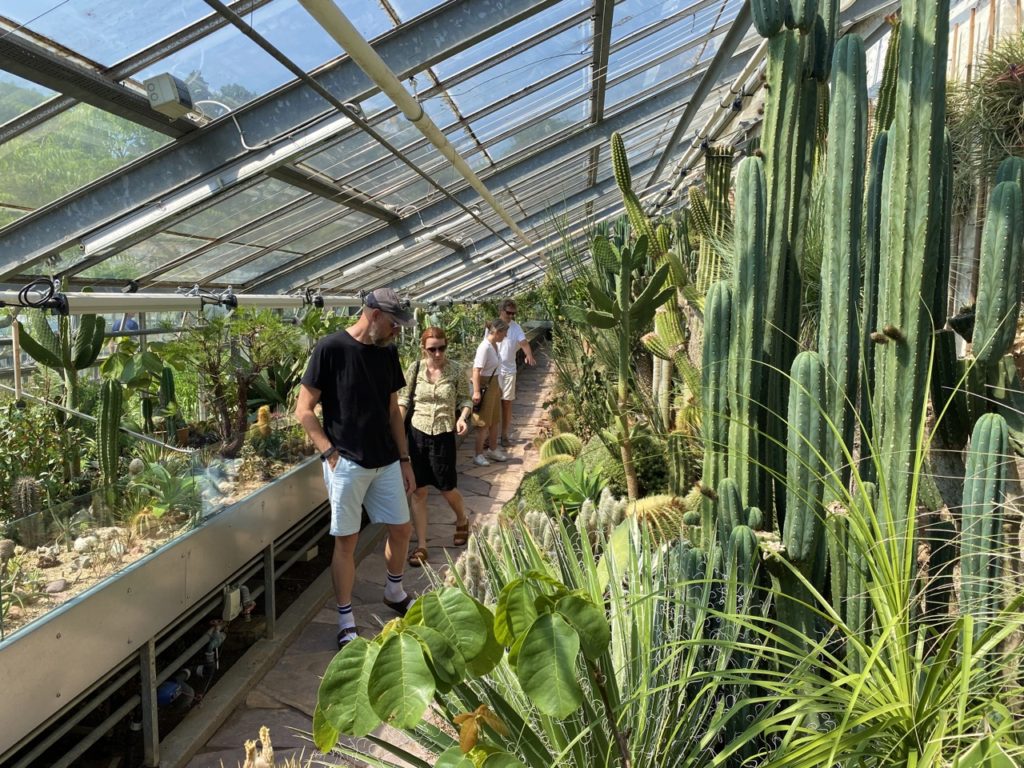 Botanical Garden Copenhagen cactus