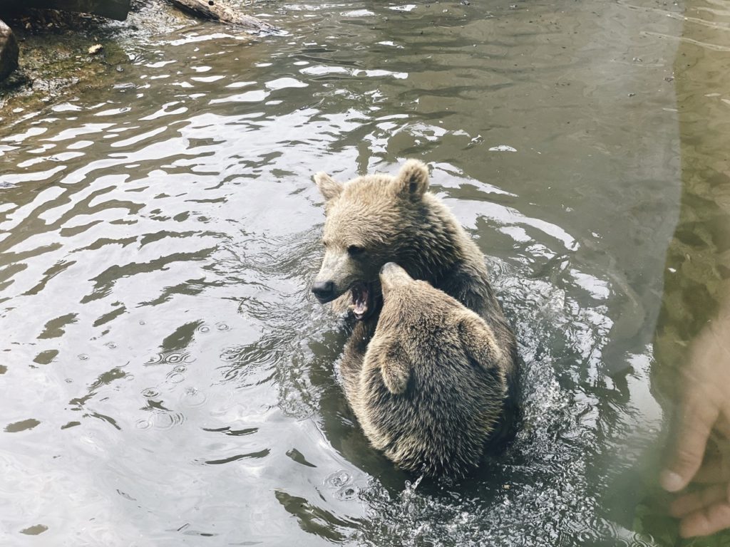 Brown bear Copenhagen Zoo