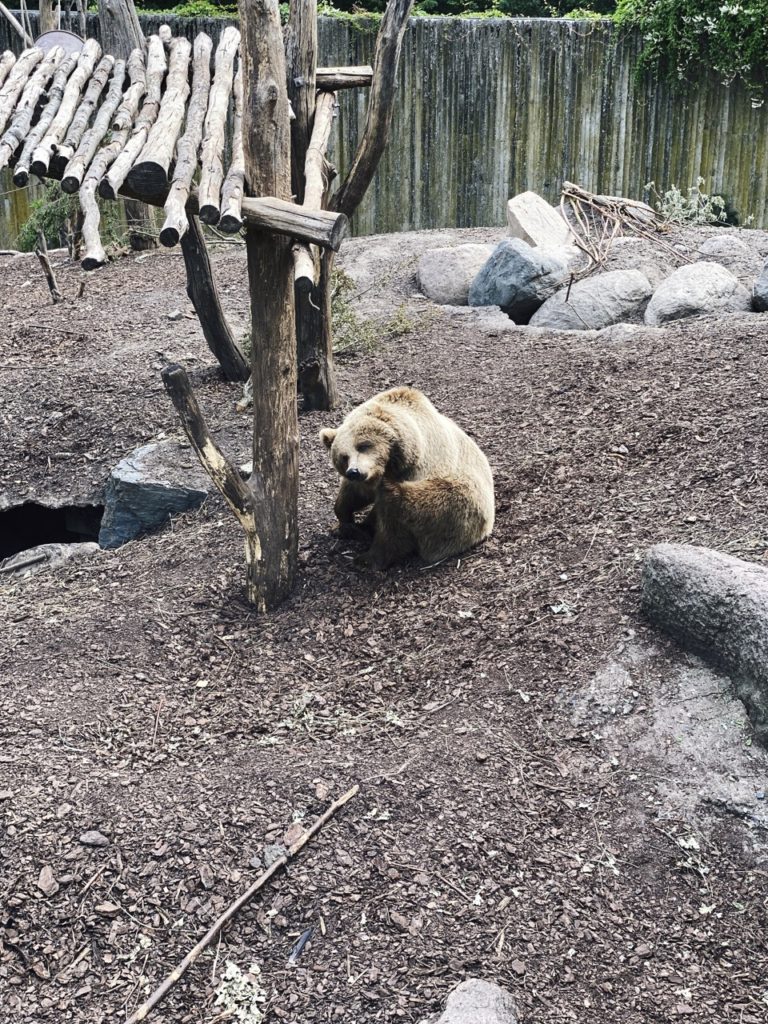 Brown bear Copenhagen Zoo
