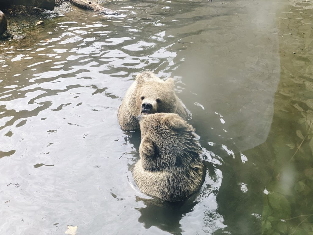 Brown bear Copenhagen Zoo