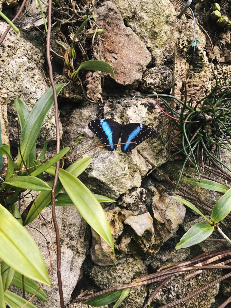 Butterfly house Copenhagen