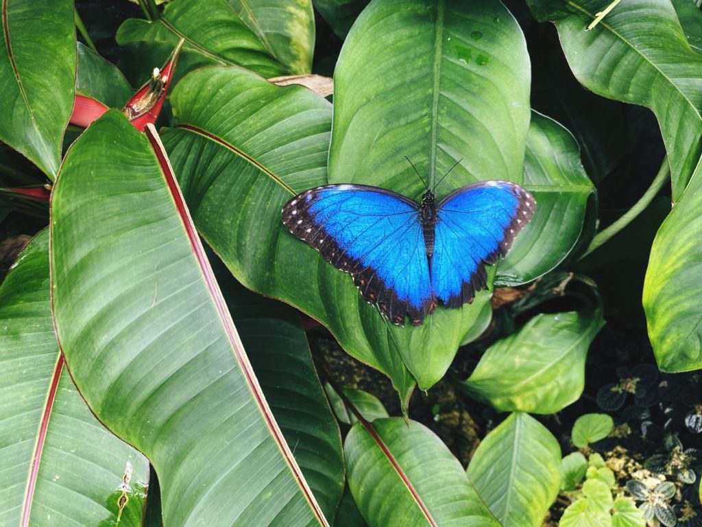 Butterfly house Copenhagen