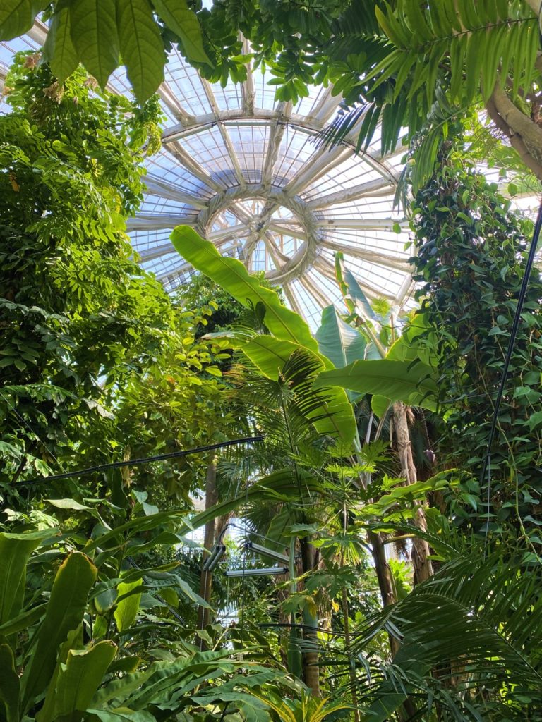 Copenhagen palm house