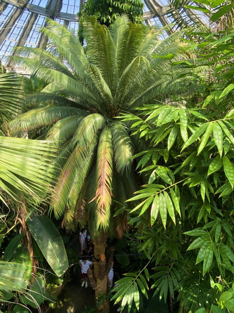 Copenhagen palm house
