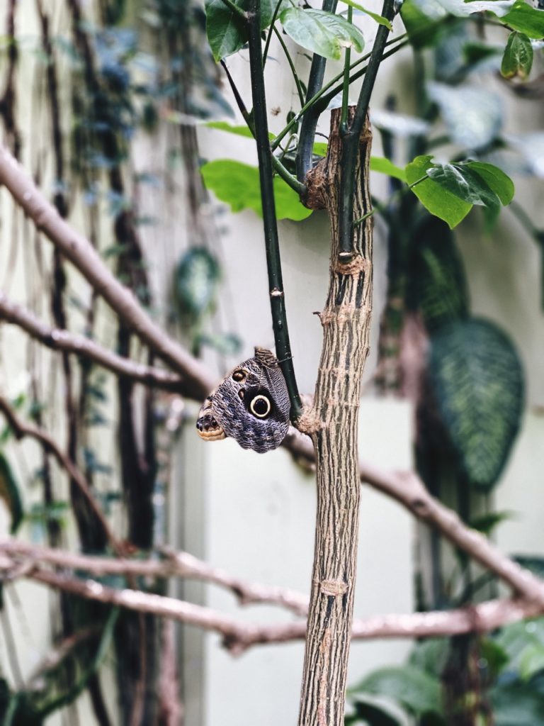 Copenhagen Zoo butterfly