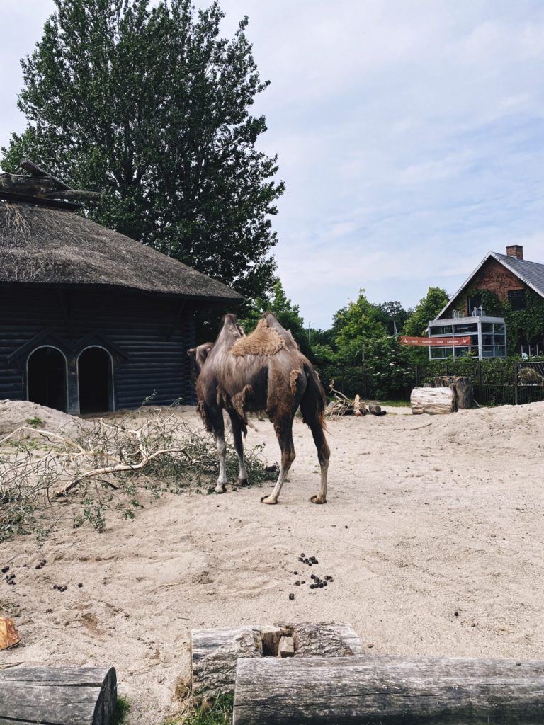 Copenhagen Zoo campel