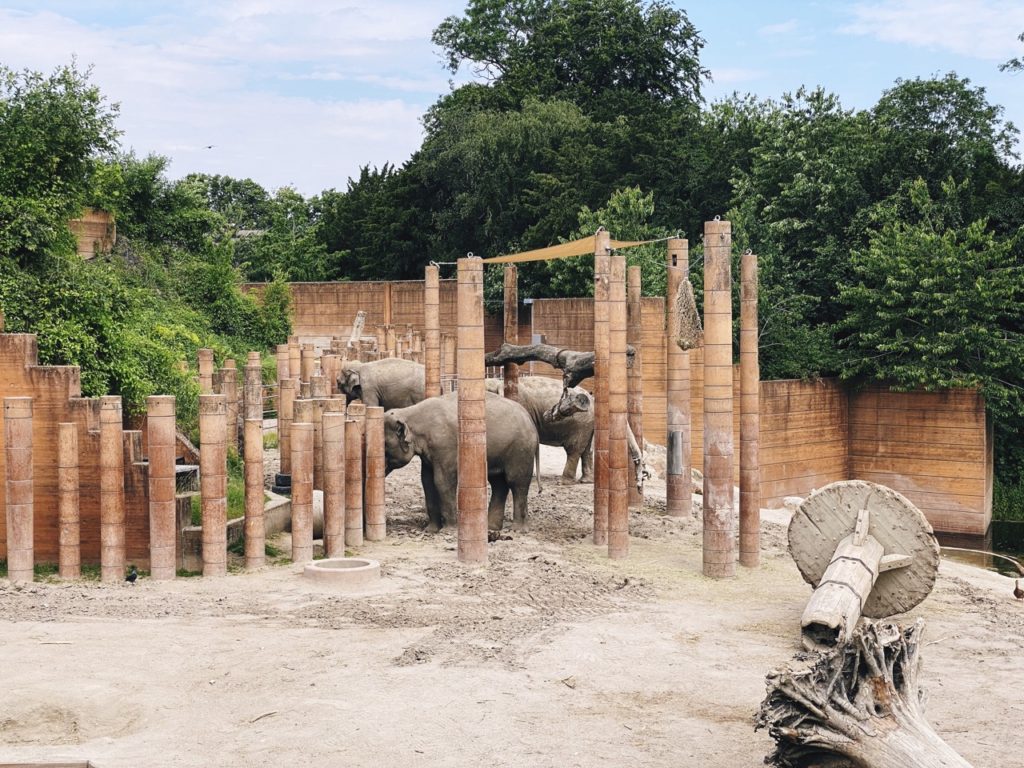 Copenhagen Zoo elephant