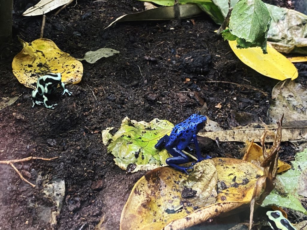 Copenhagen Zoo frogs