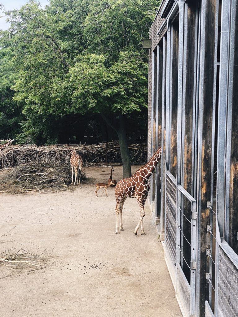 Copenhagen Zoo giraffe