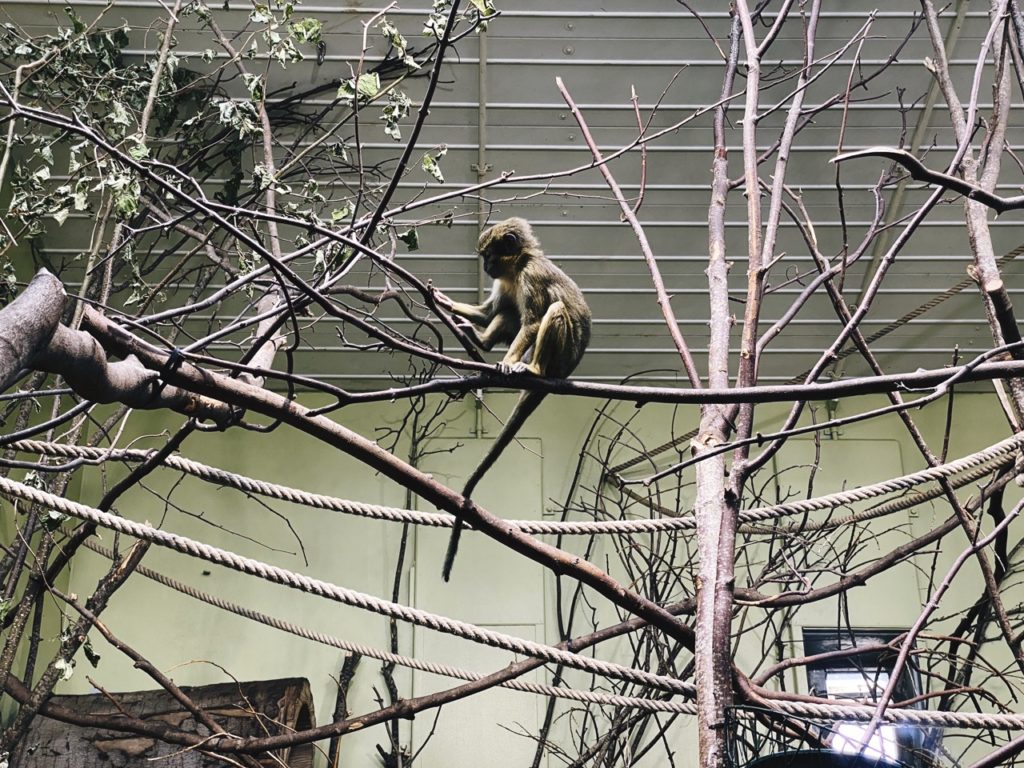 Copenhagen Zoo inside exhibit 1.