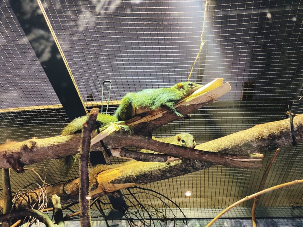 Copenhagen Zoo inside exhibit