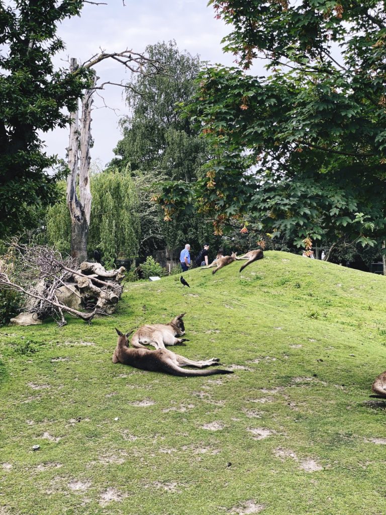 Copenhagen Zoo kangaroos