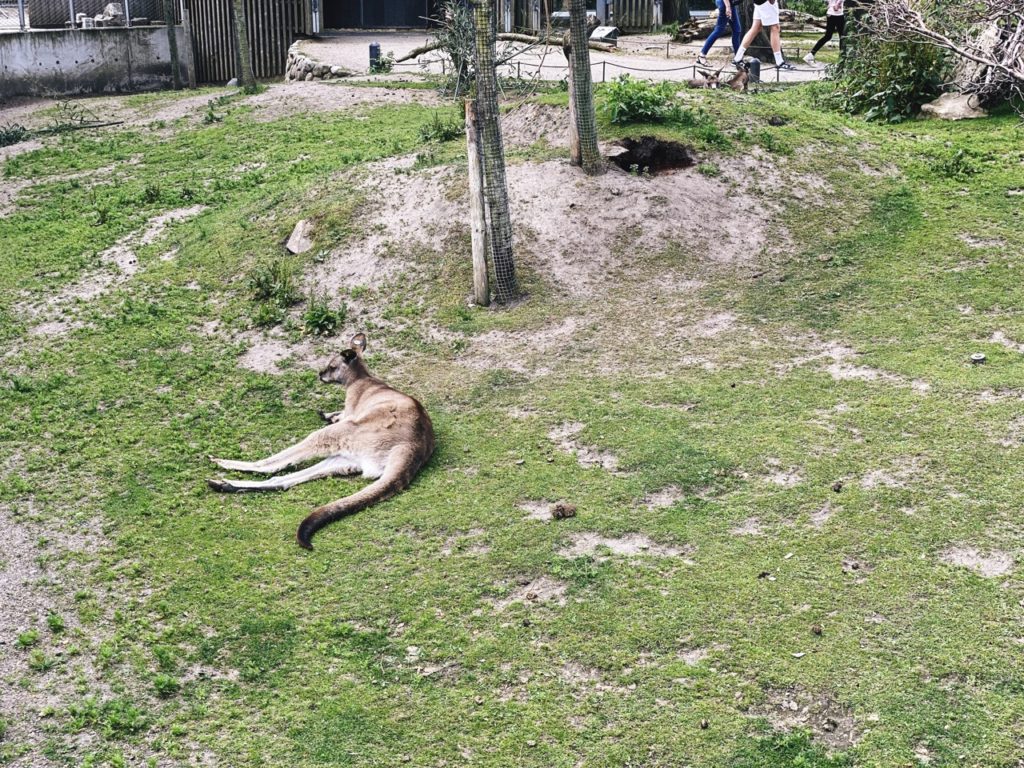 Copenhagen Zoo kangaroos