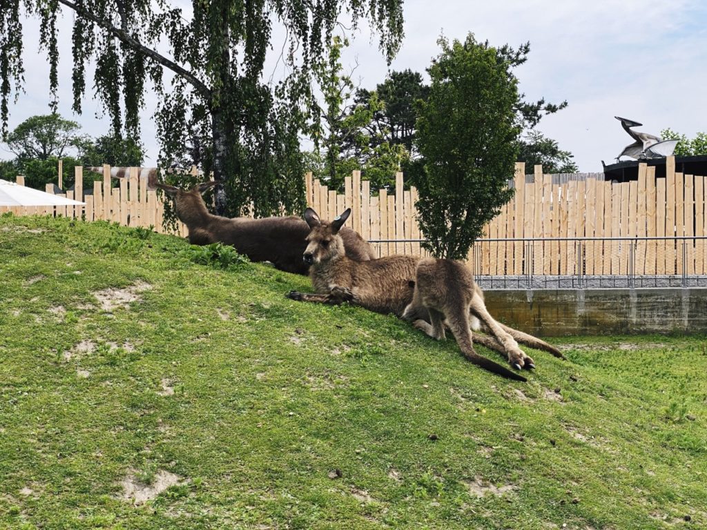 Copenhagen Zoo kangaroos