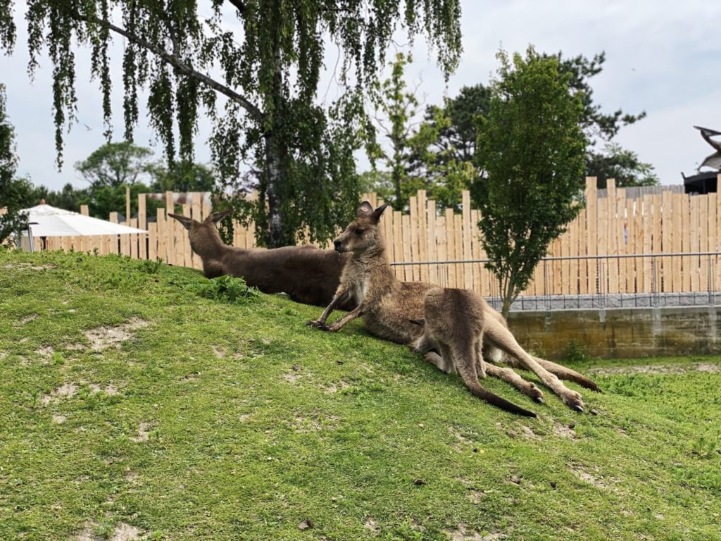 Copenhagen Zoo kangaroos