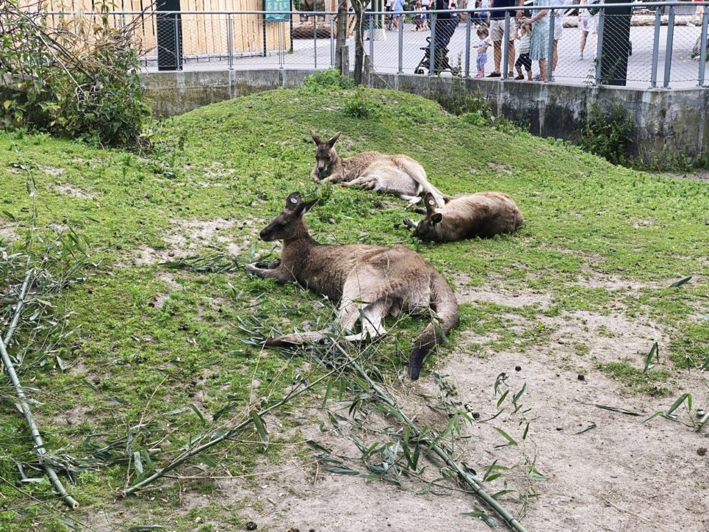 Copenhagen Zoo kangaroos